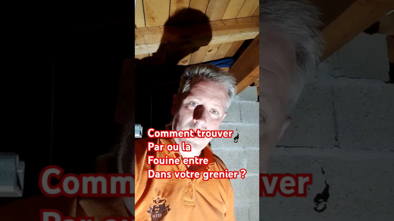 comment trouver par ou la fouine entredans votre grenier ?  #fouine #fouinegrenier