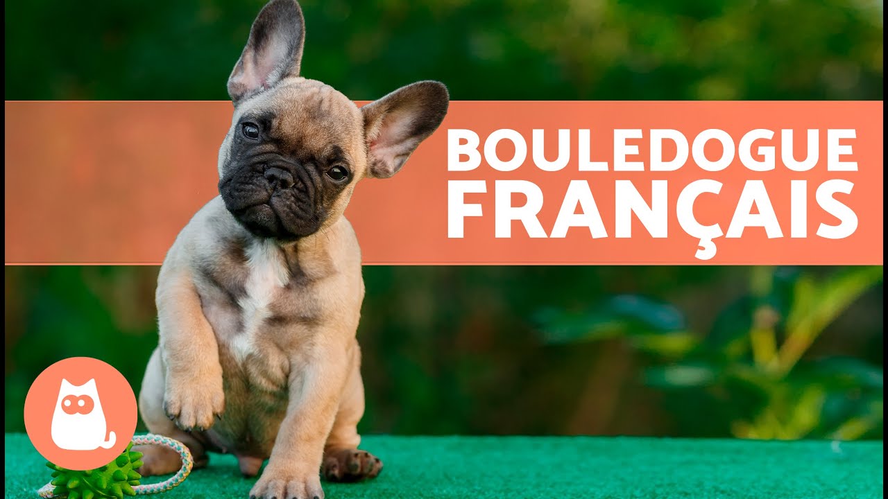 BOULEDOGUE FRANÇAIS 🐶 (Origine, Caractéristiques, Caractère et Soins)