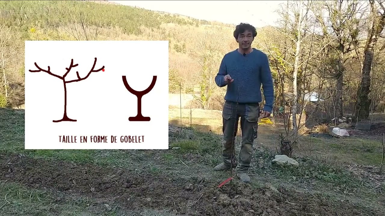 Comment tailler un pêcher à la plantation ?