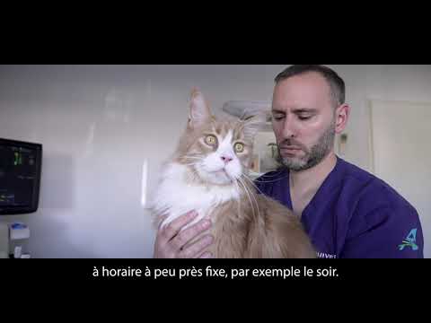Comment mesurer la fréquence respiratoire chez le chat ?