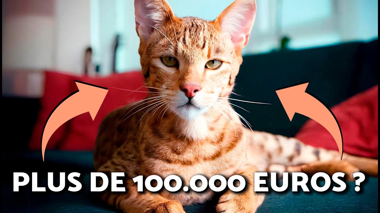 TOP 10 des CHATS LES PLUS CHERS du MONDE🙀 | RÉFLEXION et CRITIQUE
