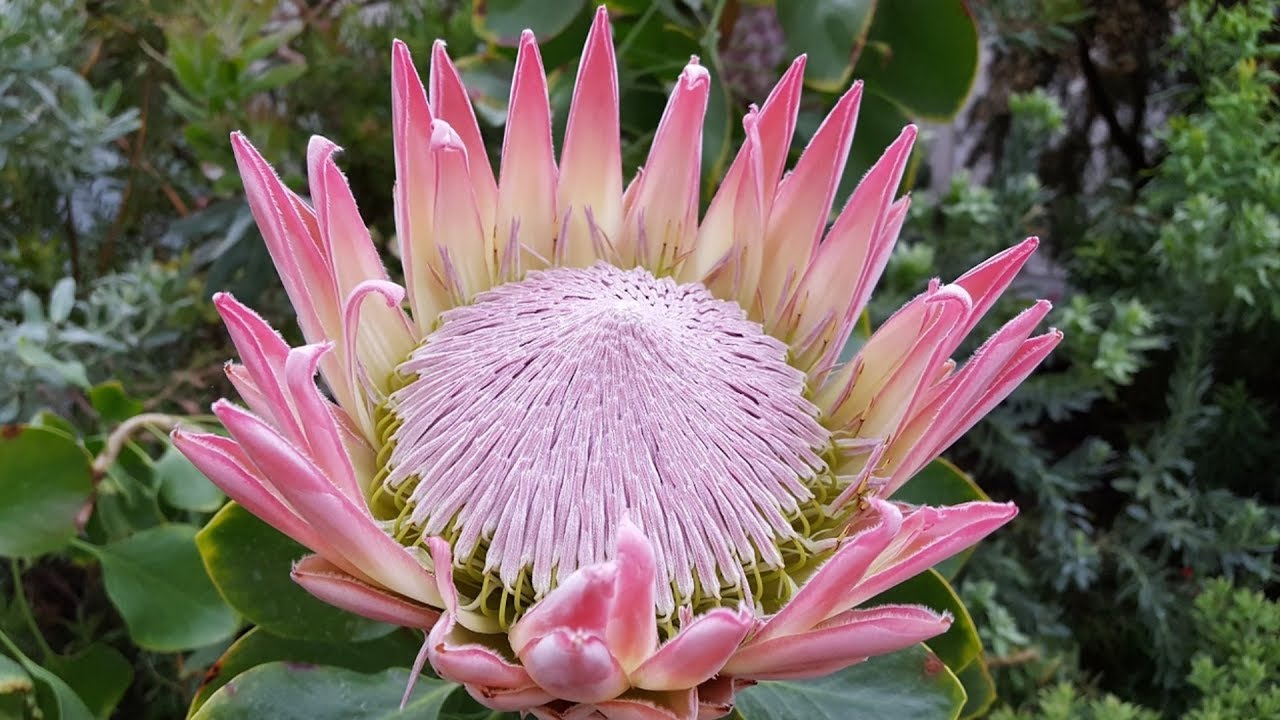 Beautiful Protea Flowers 🌸🌿