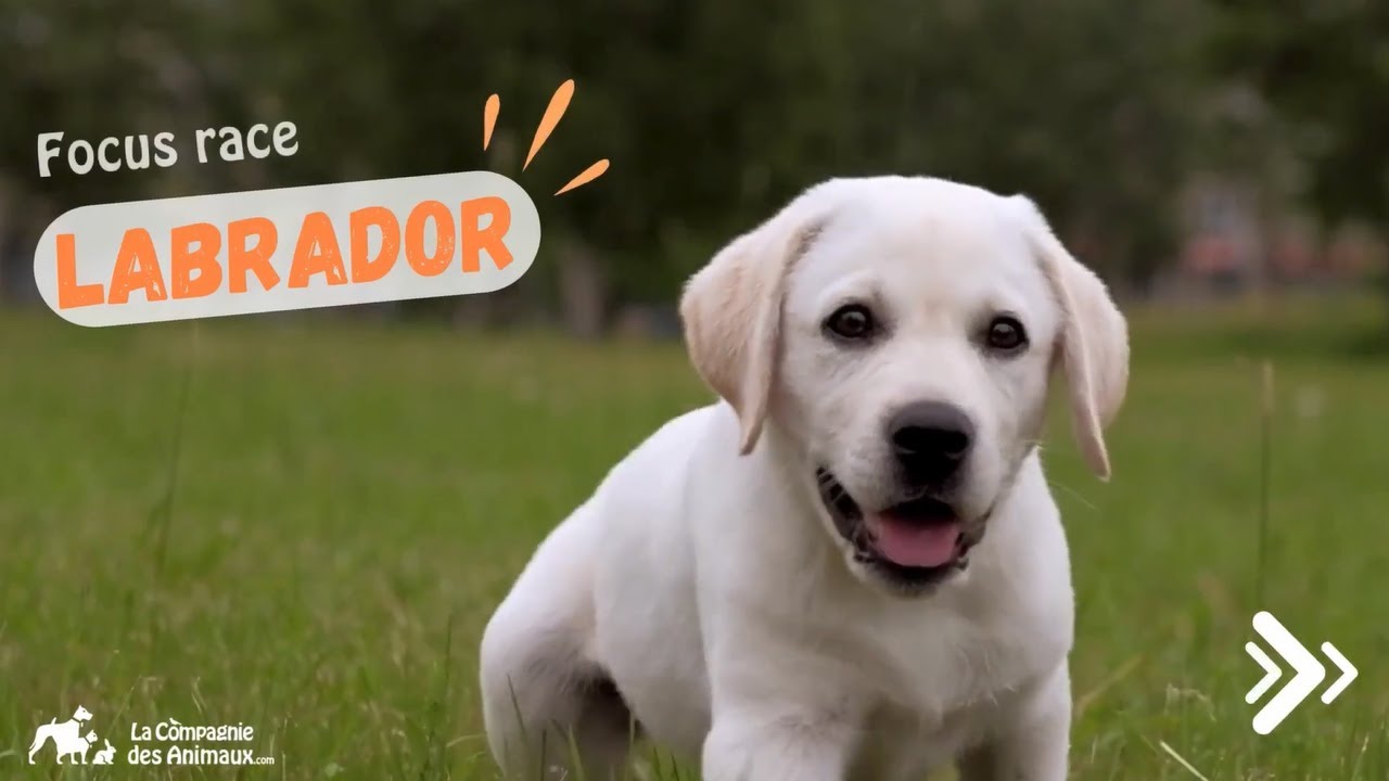Labrador - Race de Chien, Caractéristiques et Origines | Focus Race 🐾