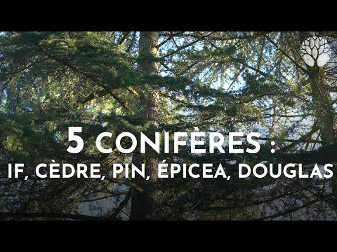 5 conifères : if, cèdre, pin, épicéa, douglas