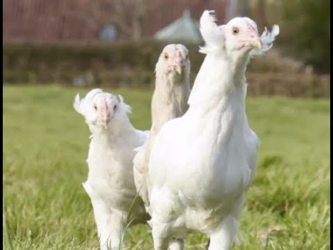 Découvrez la Poule Émeraude : Caractéristiques, Avantages et Conseils d'Élevage