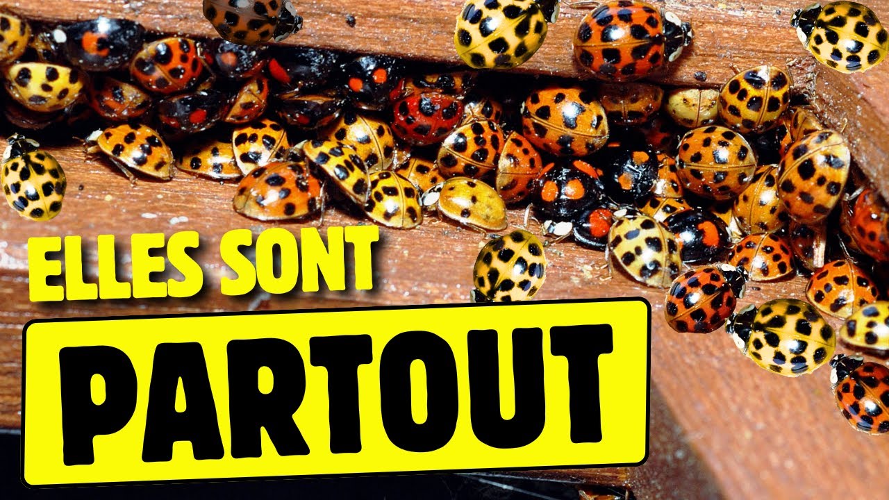 La coccinelle asiatique (guide complet)