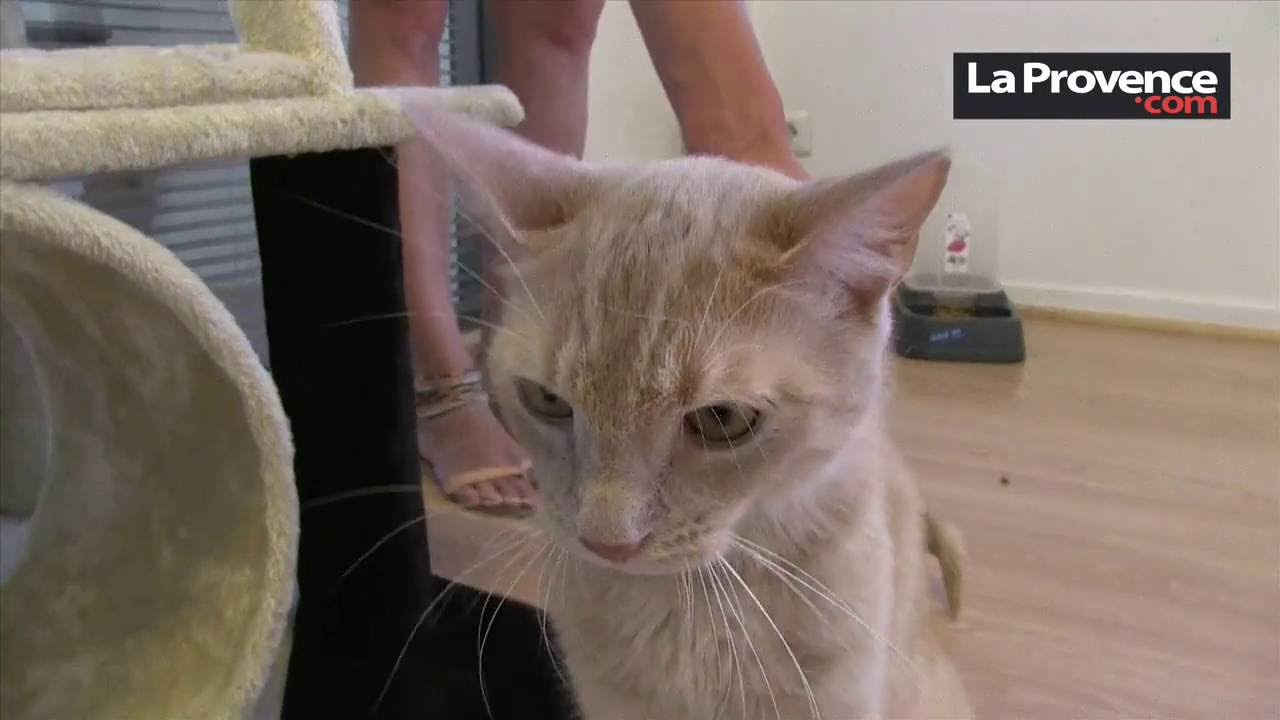 Reportage La Provence : Marseille La Capelette un hôtel pour chats 5 étoiles