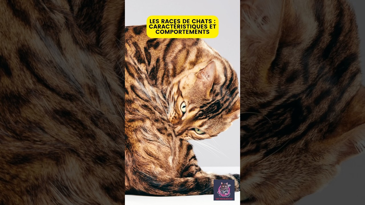LES RACES DE CHATS : CARACTÉRISTIQUES & COMPORTEMENTS #conseils #cats #chat #race #caractère #tips