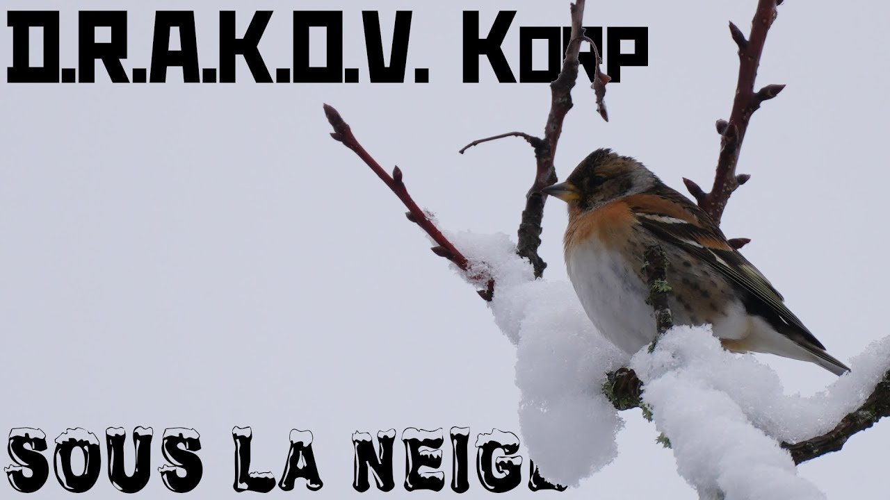 D.R.A.K.O.V. Korporation sous la Neige, Un grand manteau blanc s'étend sur les contrés paisibles.