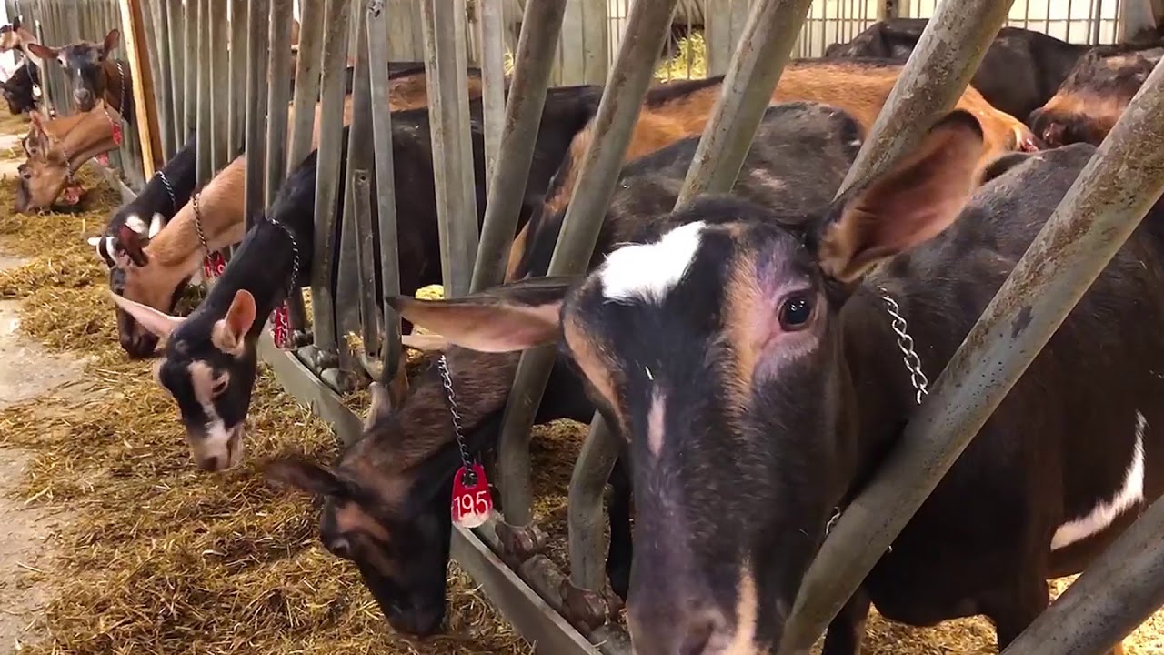 Points clés en alimentation des caprins