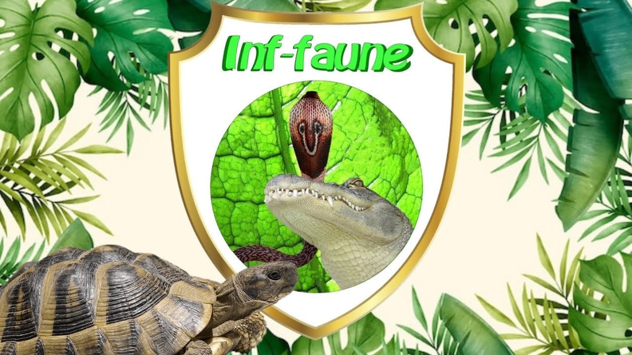 Les tortues d'Hermann et Grecques. Par Philippe Gillet.