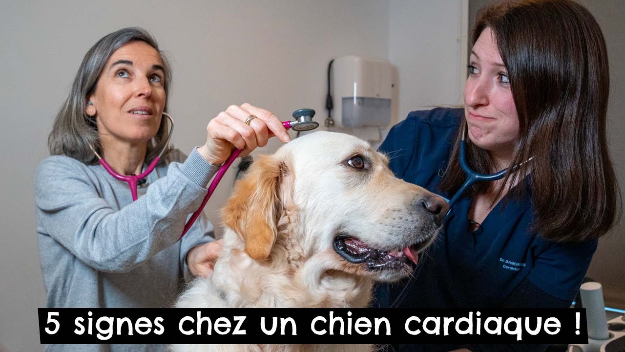 5 signes chez un chien cardiaque ! 🐶