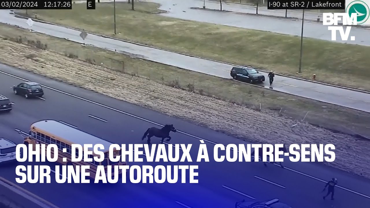 États-Unis: des chevaux trottent à contre-sens sur une autoroute de l'Ohio