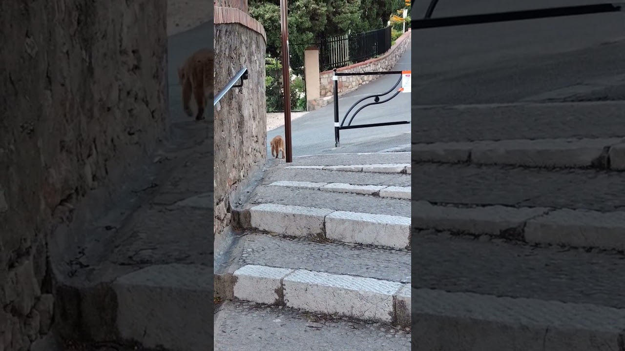 The Castle Keeper: A Ginger Cat on Duty at Château de la Castre in Cannes 😻🎬