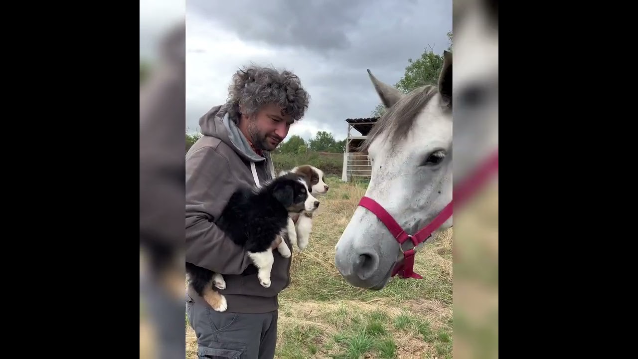 Familiarisation aux chevaux et renforcement suivi naturel _ Chiots Bergers Australiens _ Élevage
