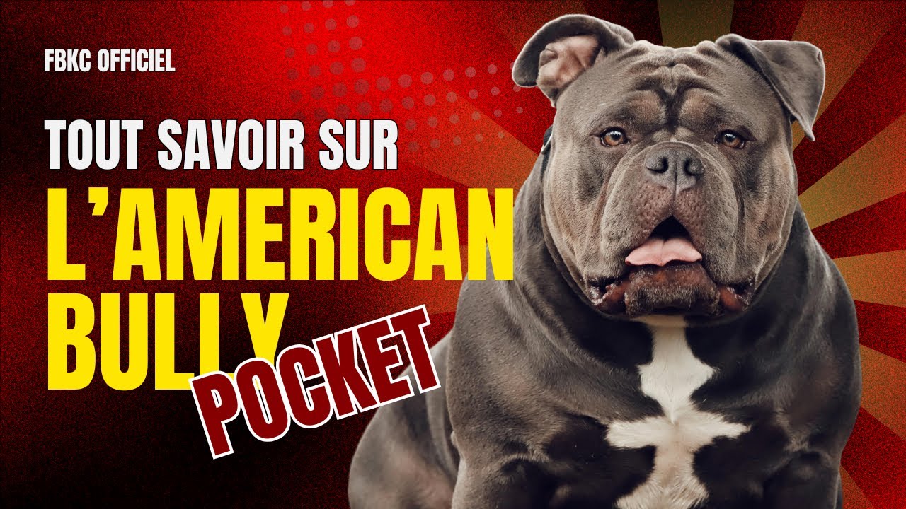 Tout savoir sur l'American Bully Pocket – Guide complet 2025 (Tempérament, gabarit, conseils)