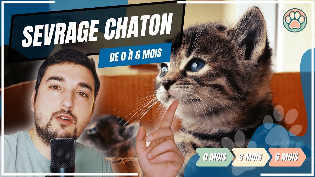 COMMENT BIEN NOURRIR SON CHATON