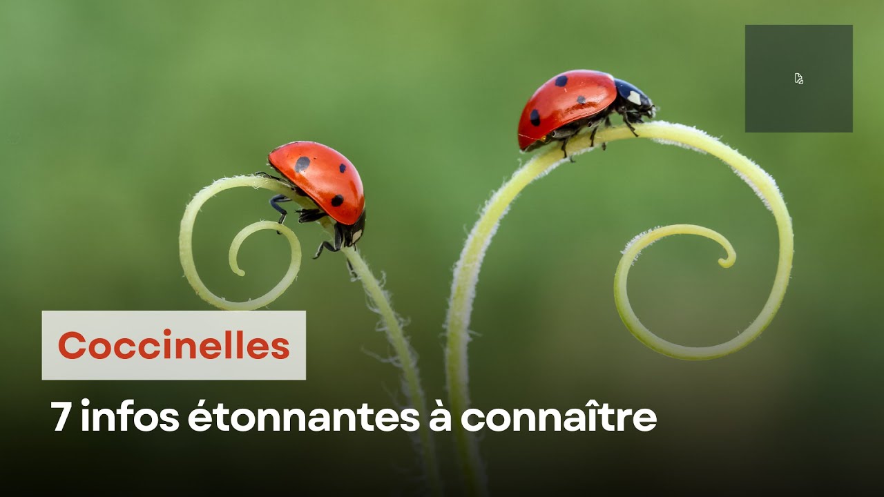 7 infos étonnantes à connaître sur les coccinelles