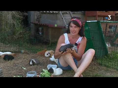 Improbable compagnon : Skinny , cochon d'Inde sans poil