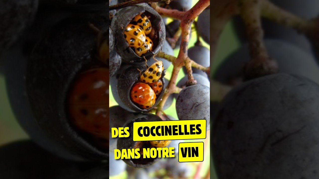 Des coccinelles asiatiques dans le VIN !