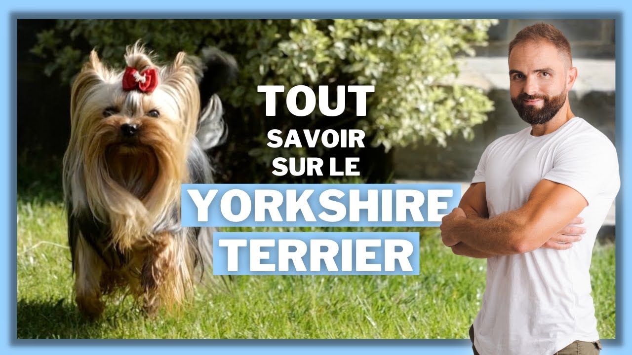 Le Yorkshire Terrier : Race de chien !