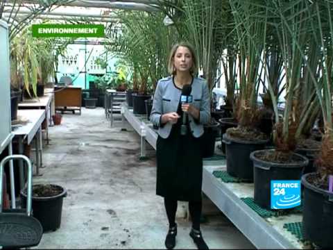 FRANCE 24 Environnement - Insectes : Les nouveaux envahisseurs