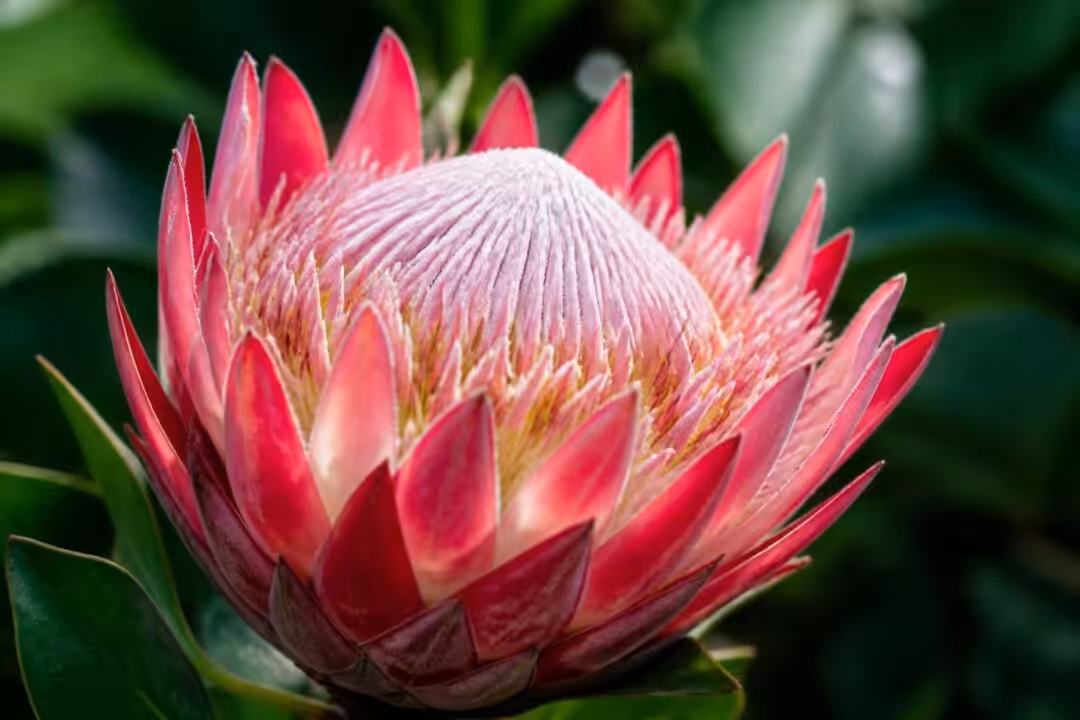 découvrez la protéa, une fleur exotique aux couleurs vibrantes, symbole de courage et de transformation. apprenez sa signification et comment l'intégrer dans vos compositions florales.