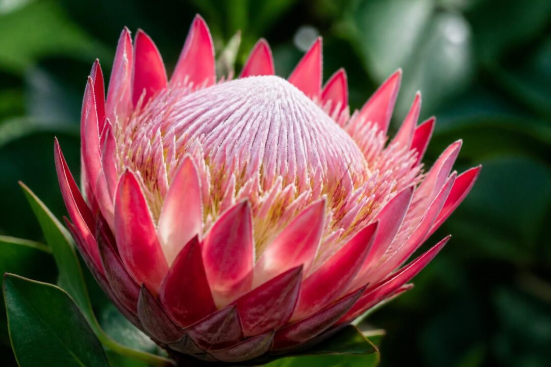 découvrez la protéa, une fleur exotique aux couleurs vibrantes, symbole de courage et de transformation. apprenez sa signification et comment l'intégrer dans vos compositions florales.