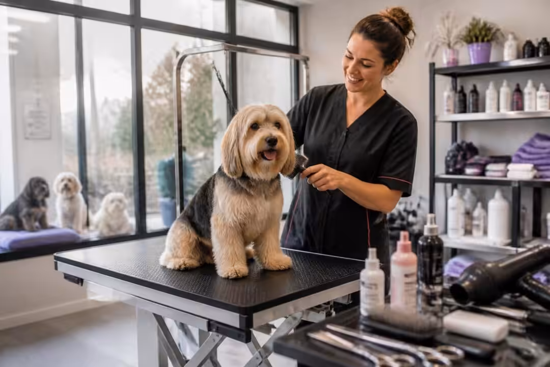 découvrez comment bien choisir un toiletteur pour chien près de chez vous pour assurer le bien-être et la beauté de votre animal.