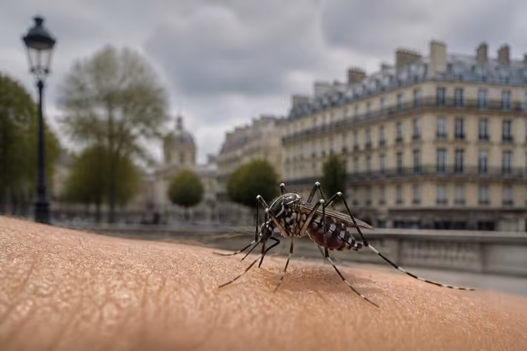 la france annonce le premier cas de transmission locale du virus du nil occidental, soulignant la vigilance accrue face à cette menace sanitaire émergente.